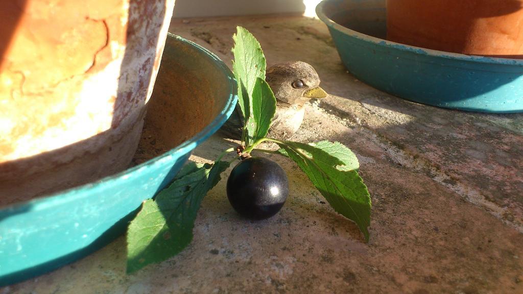 Poggio Dei Prugnoli Acomodação com café da manhã Tavoleto Exterior foto
